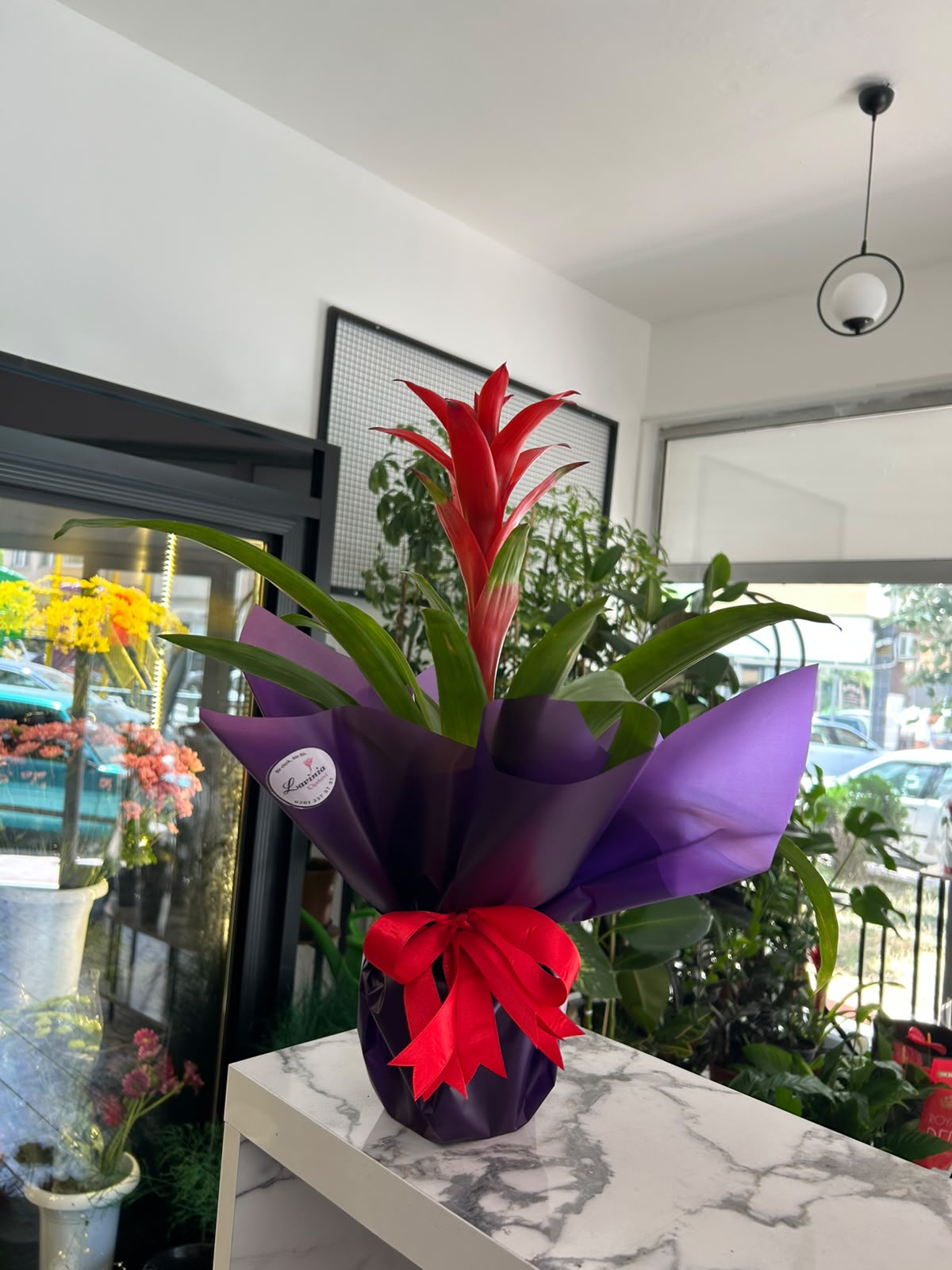 İthal Kırmızı Guzmania