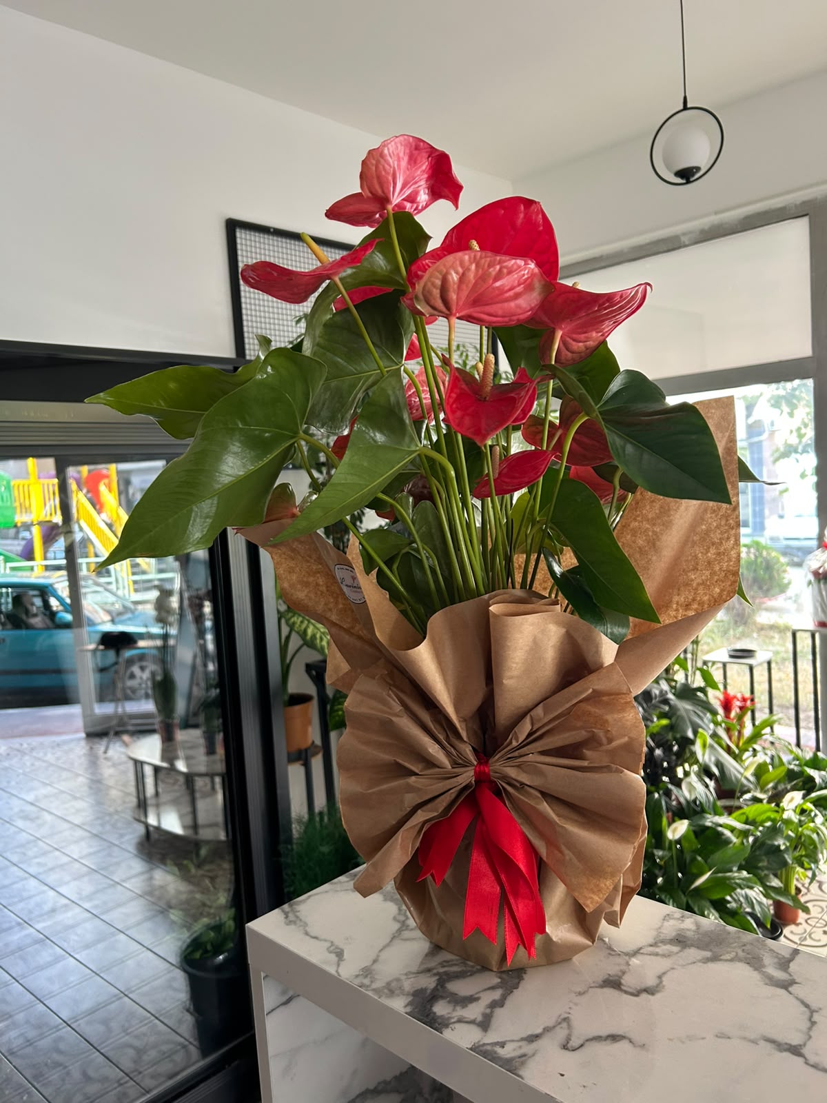 İthal Antoryum Çiçeği 60 cm