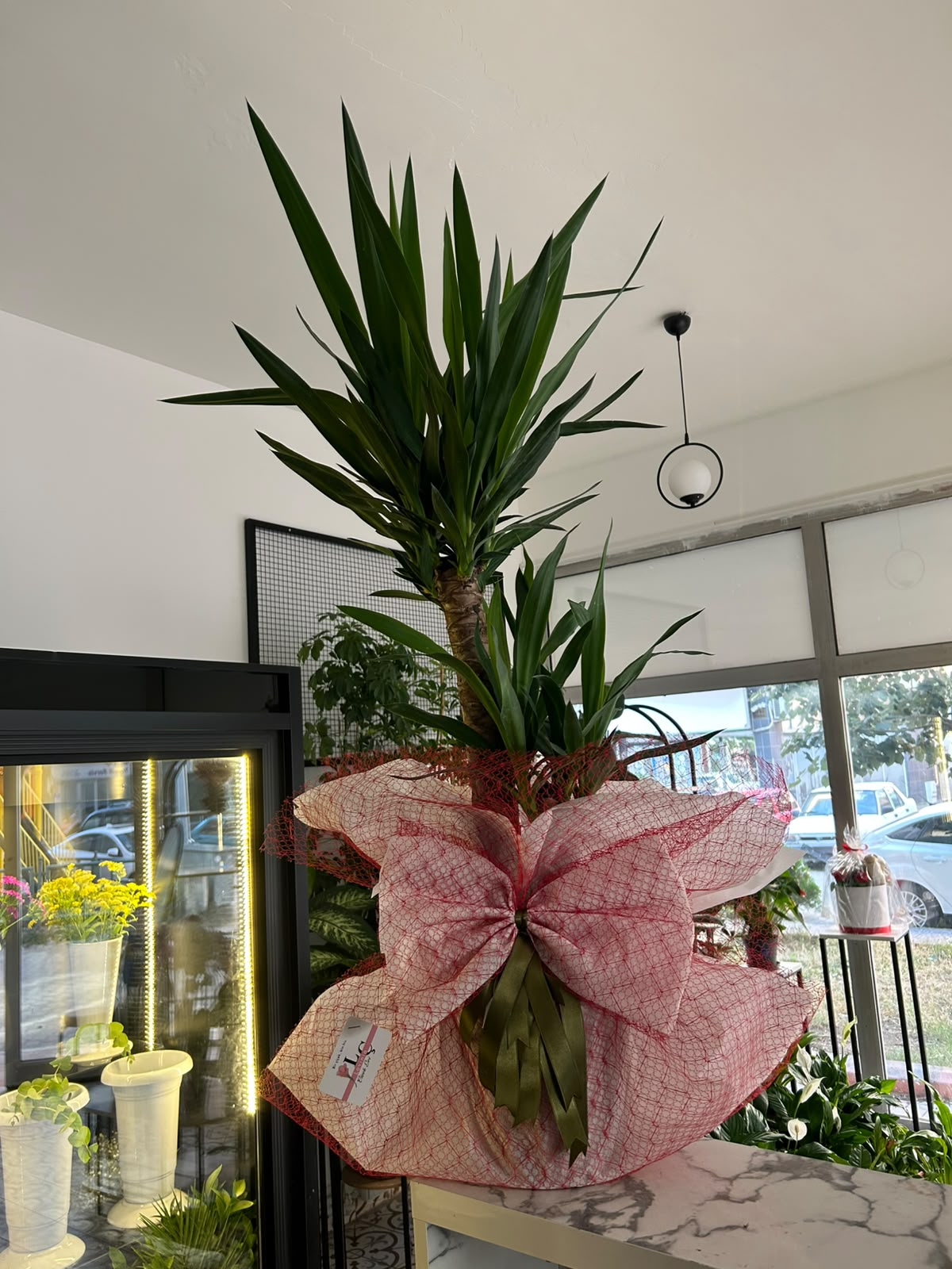 2'Li Yucca Çiçeği 140 Cm