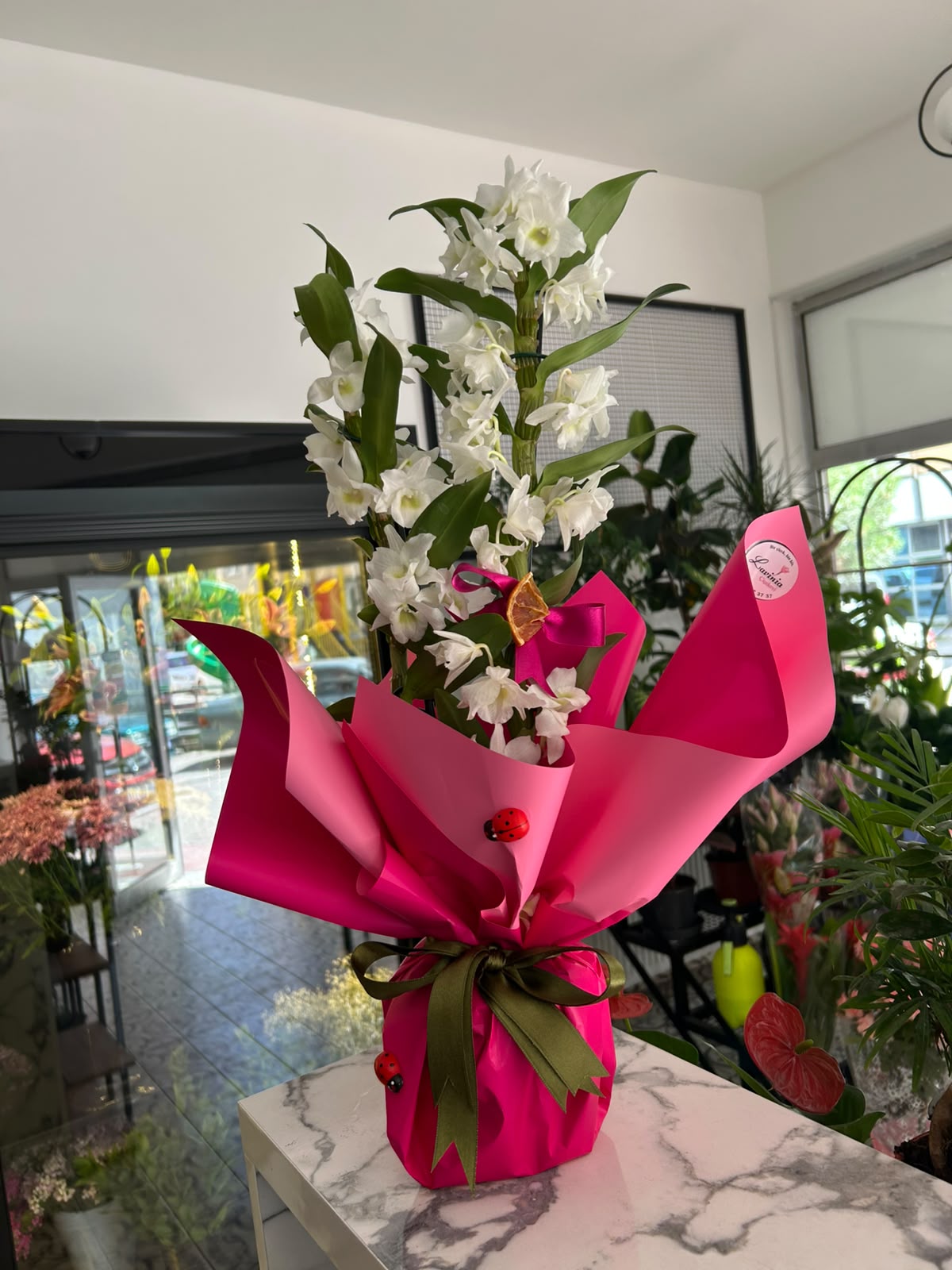 İthal Dendrobium Bambu Orkide Çiçeği